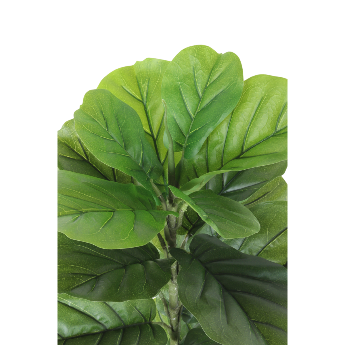 Artificial Ficus Plant 100cm Natural Eye-catcher | Decorative Item | iron | Elegant Home Decor