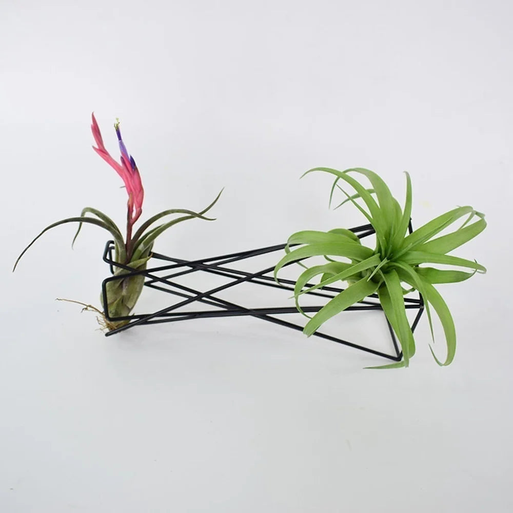 Nordic Style Air Plant Holder Metal | Ornament | iron | Elegant Home Decor