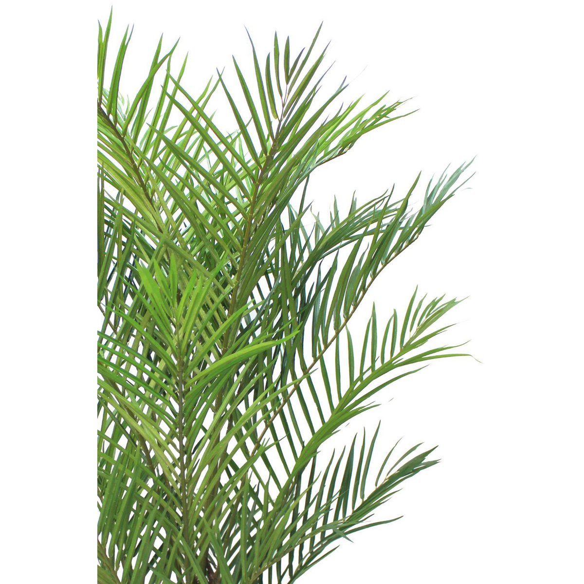 Artificial Palm 180cm Tropical Atmosphere Maintenance | Decorative Item | Elegant Home Decor