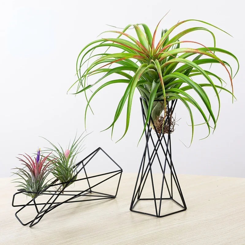 Nordic Style Air Plant Holder Metal | Ornament | iron | Elegant Home Decor